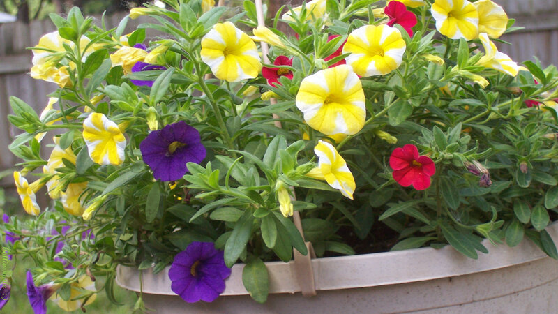 Colorful Petunias in Planter