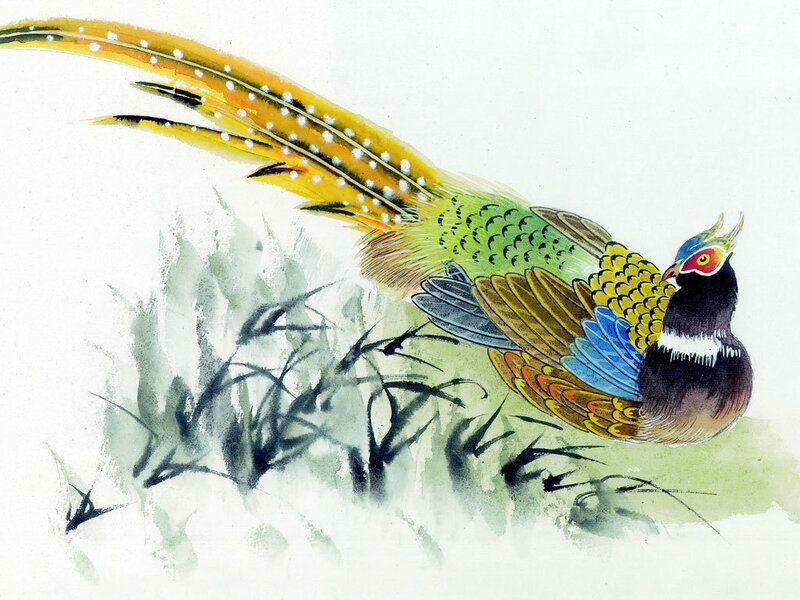 Colorful Pheasant Bird