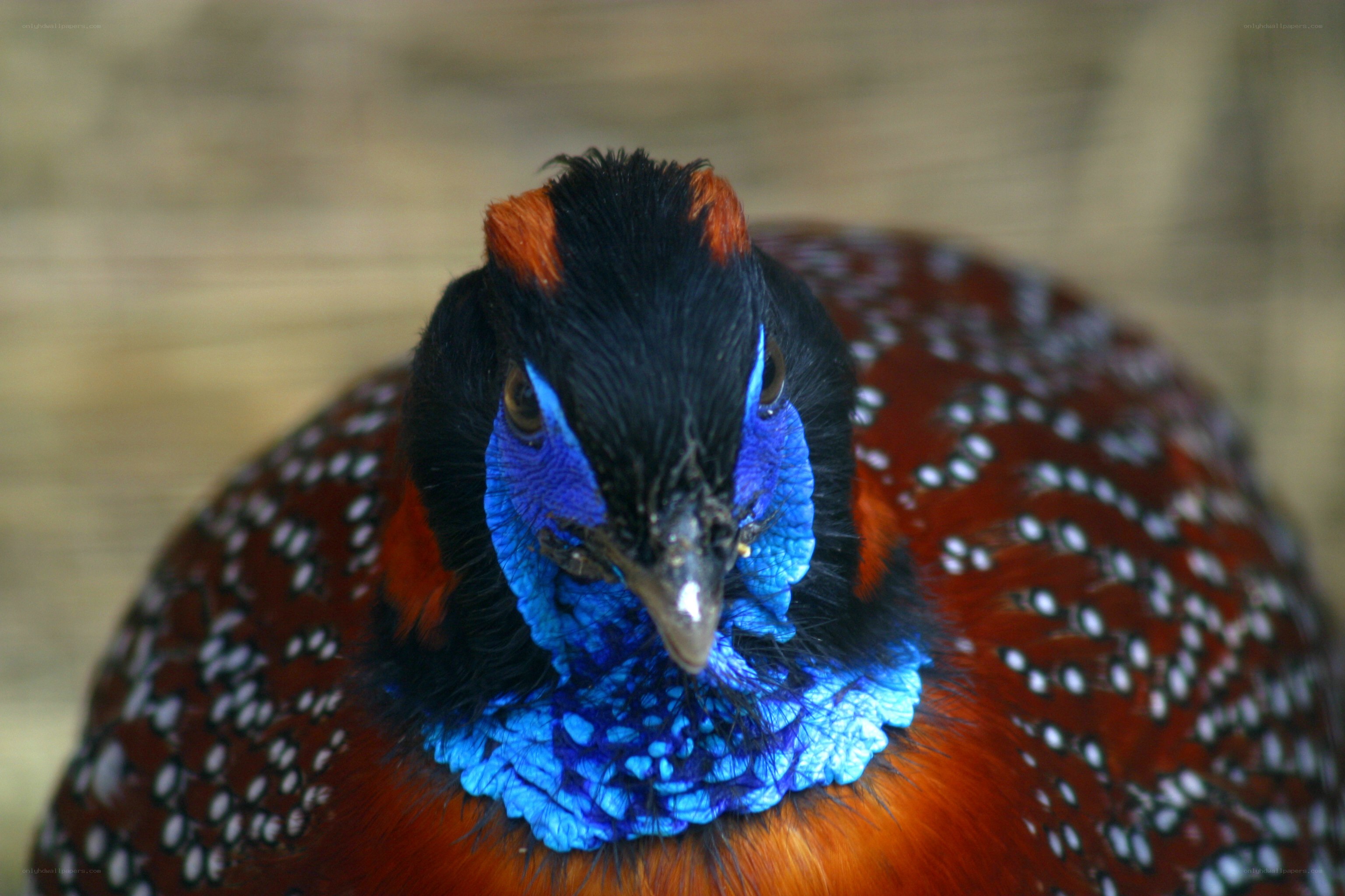 colorful pheasant close-up