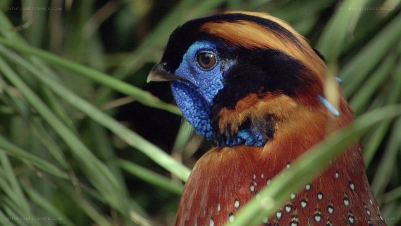 colorful pheasant in foliage