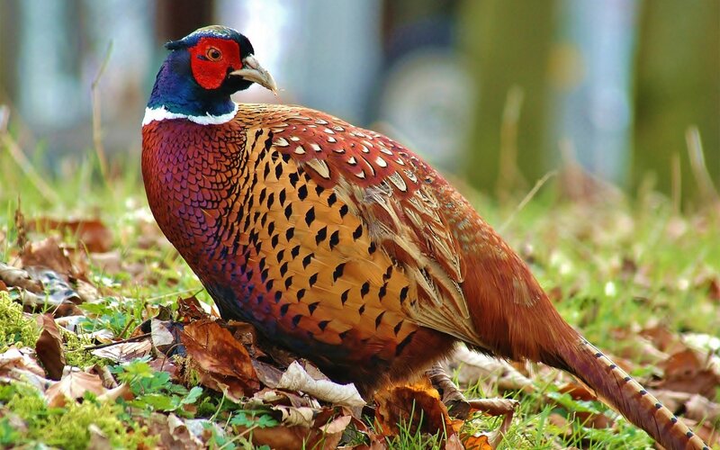 colorful pheasant in forest