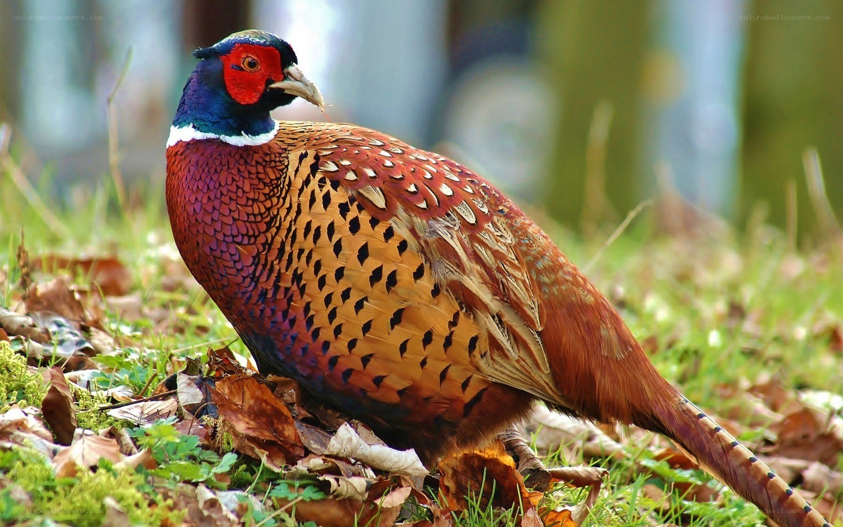 colorful pheasant in forest