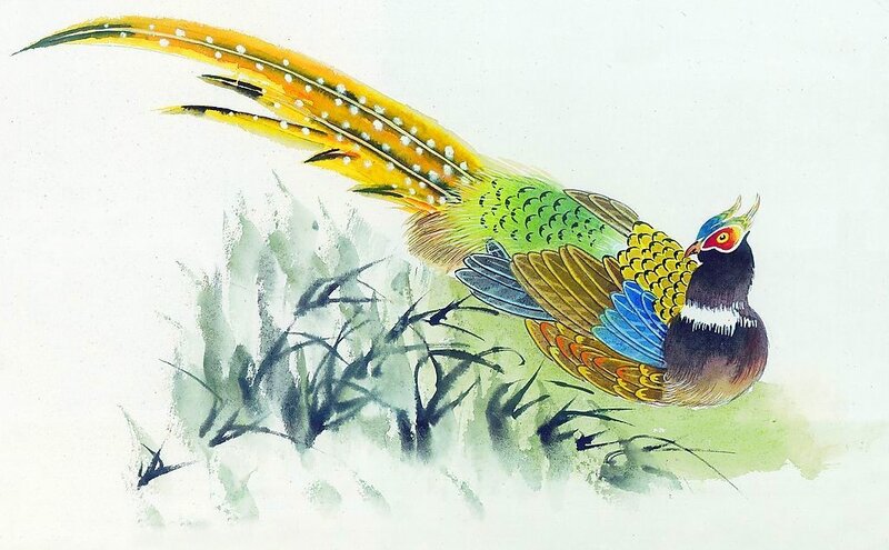 colorful pheasant in grass