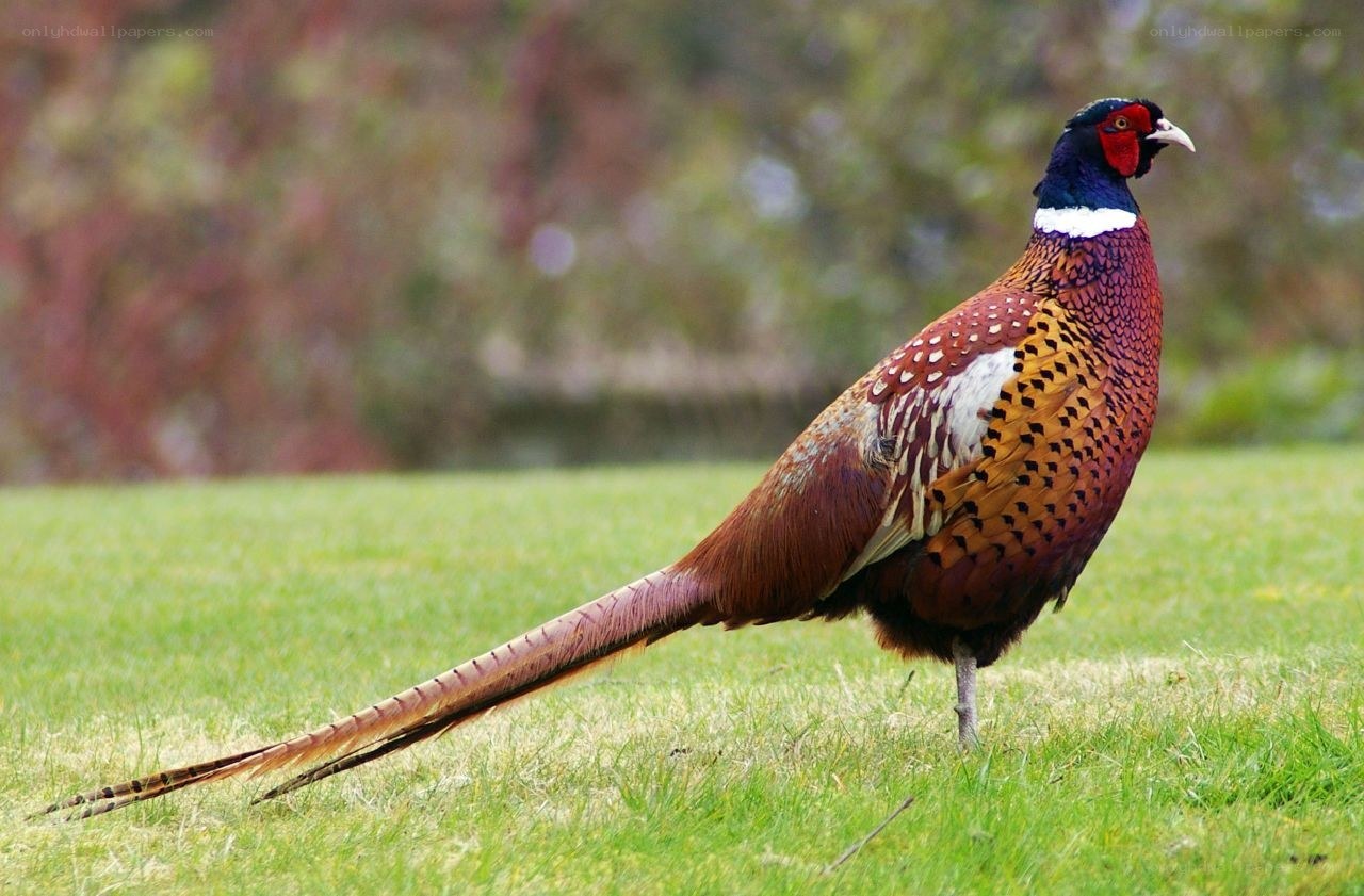 Colorful pheasant on grass