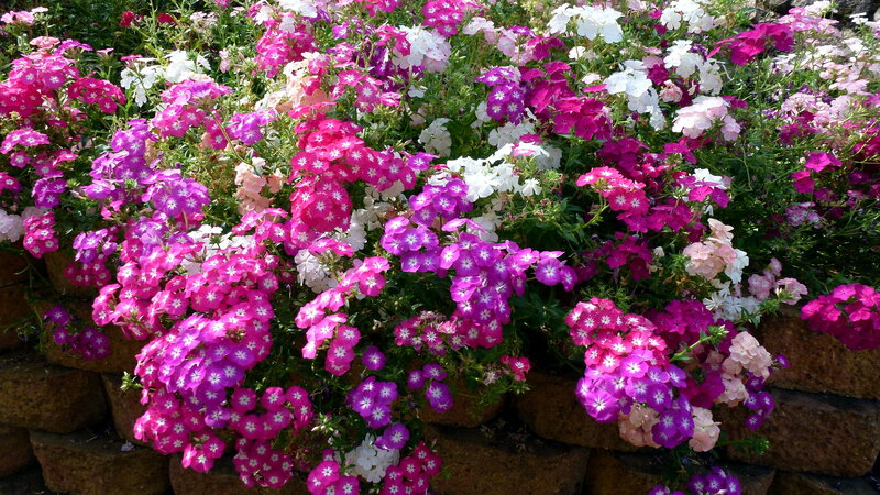 Colorful Phlox Flowers — Pink