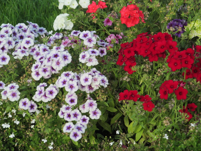 Colorful Phlox Flowers — Purple