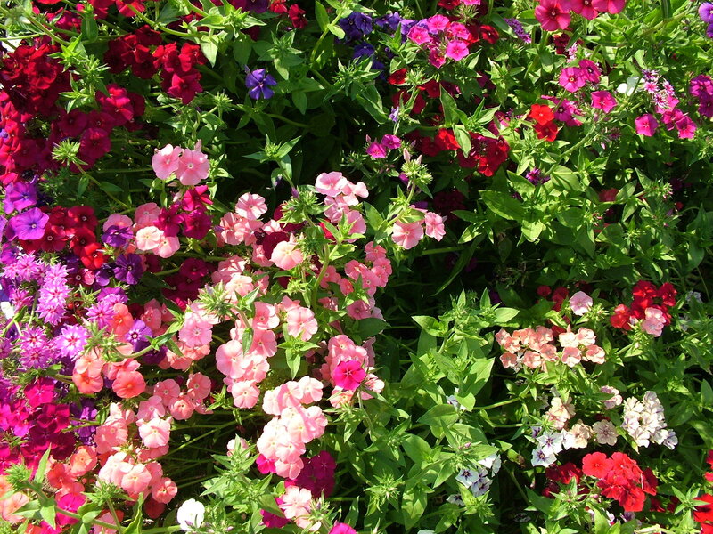 Colorful Phlox Flowers