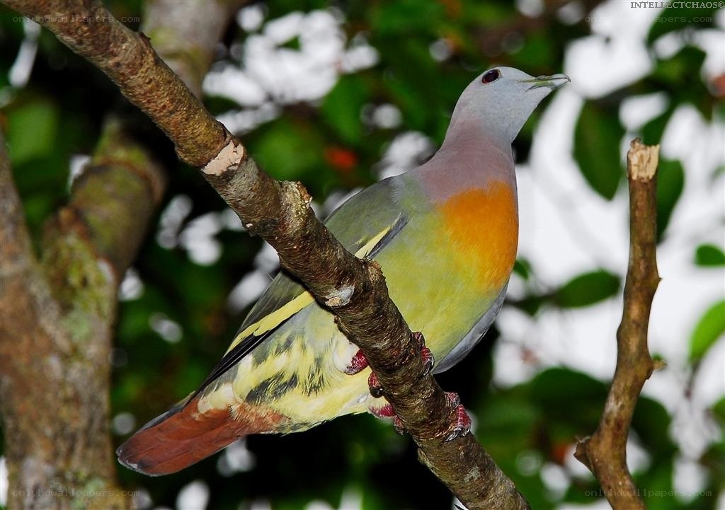 Colorful pigeon on a branch