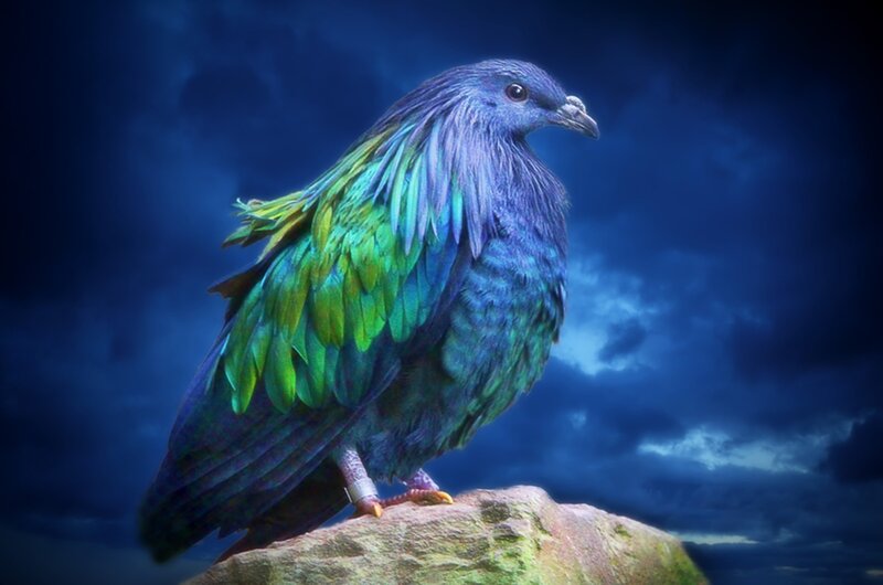 Colorful Pigeon on Rock