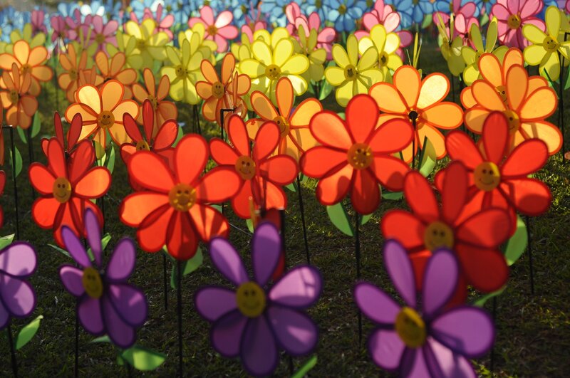 Colorful Pinwheel Flowers