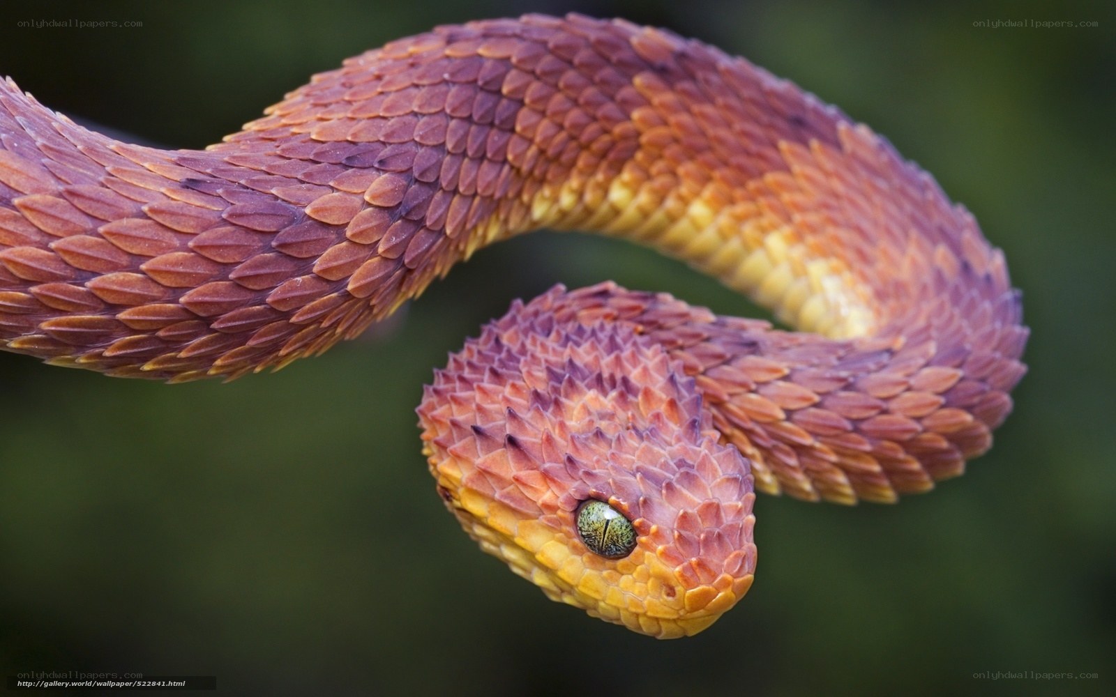 Colorful pit viper snake