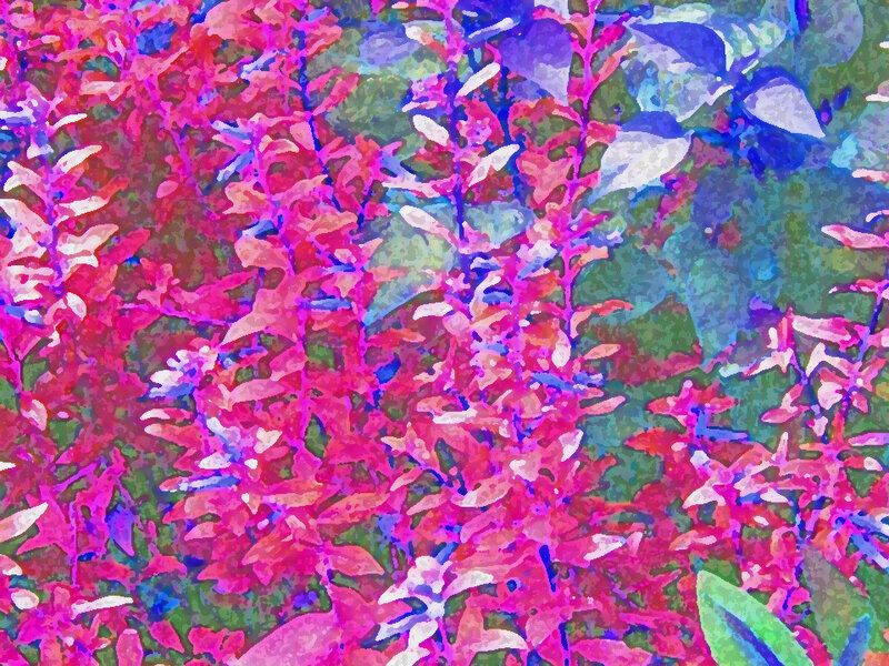 Colorful Plant Foliage