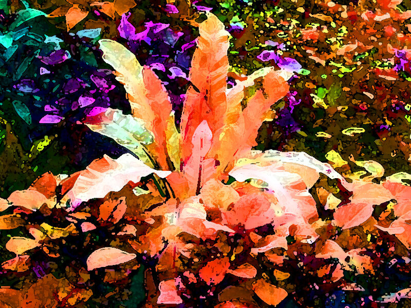 Colorful Plant in Garden