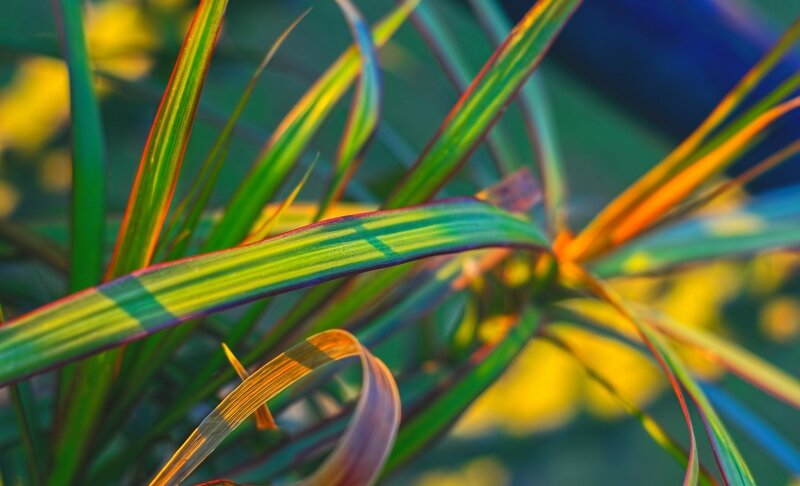 Colorful Plant Leaves — Green