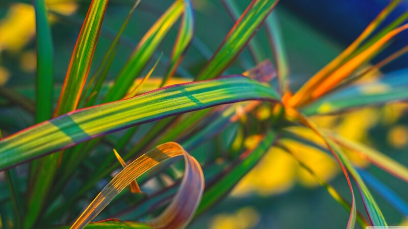 Colorful Plant Leaves