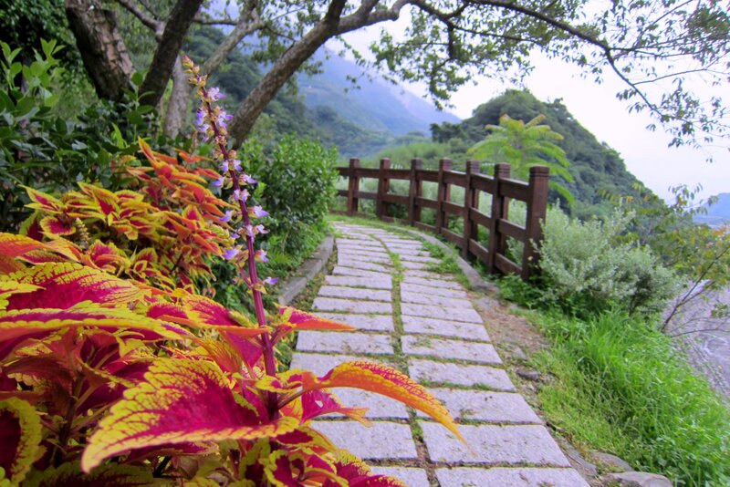 Colorful Plant on Path