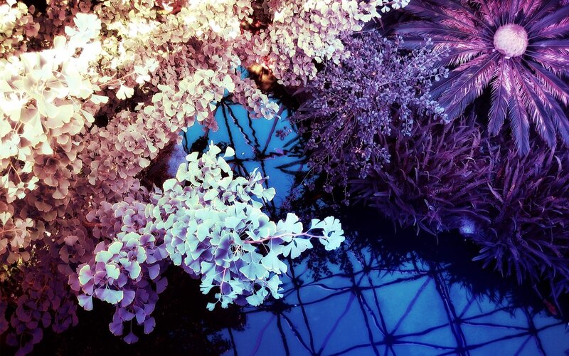Colorful plant reflections in water