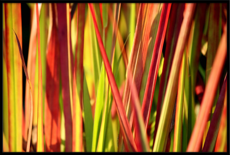 Colorful plant stalks in sunlight