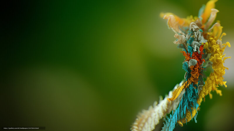 Colorful plant structure