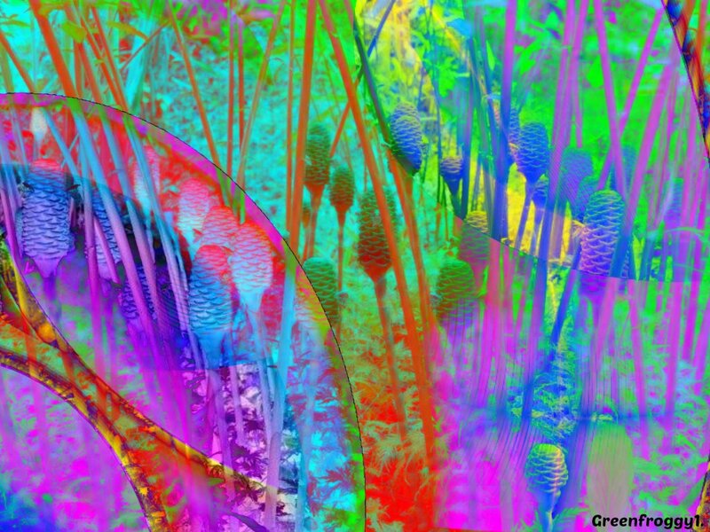 Colorful Plant Structures