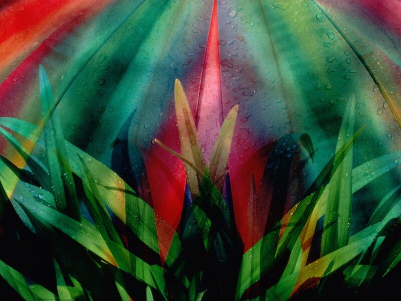 Colorful plant with water droplets