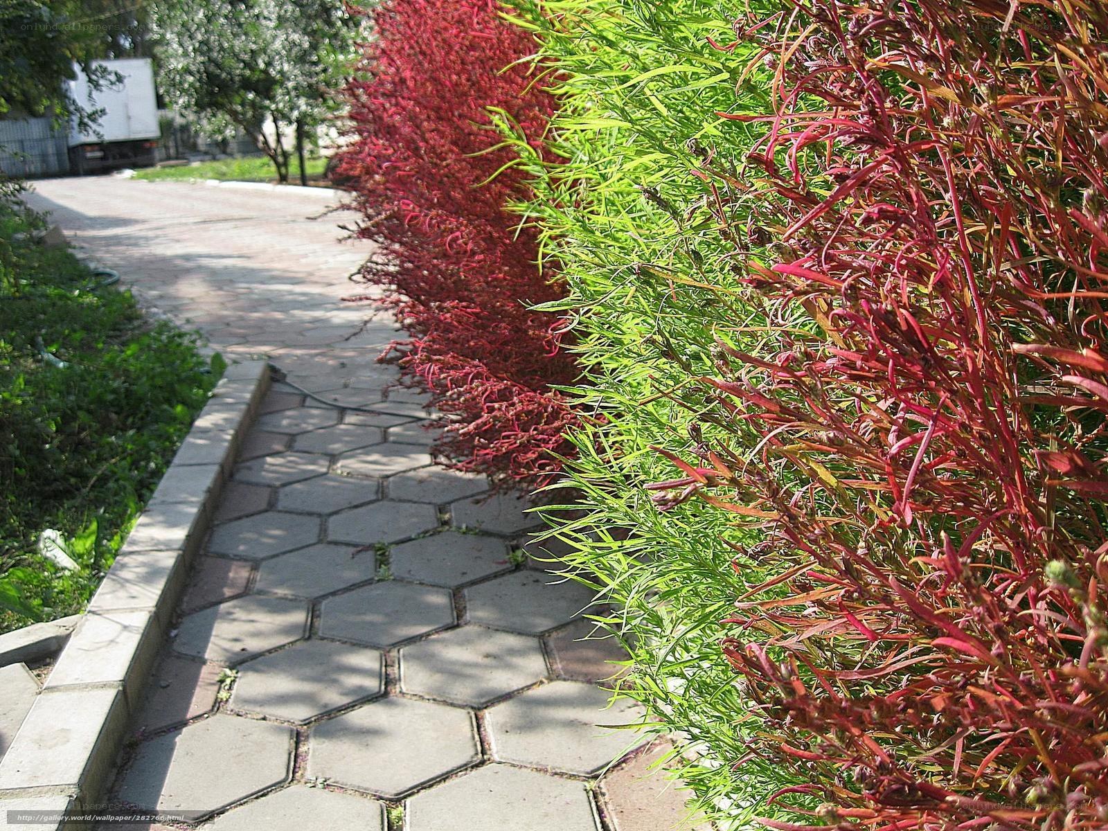 Colorful plants along a path