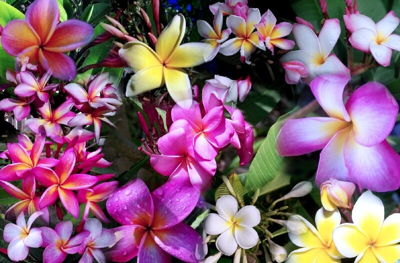 Colorful Plumeria Flowers — Pink