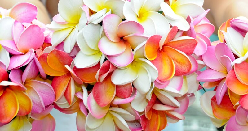 Colorful Plumeria Flowers — Pink, Vibrant