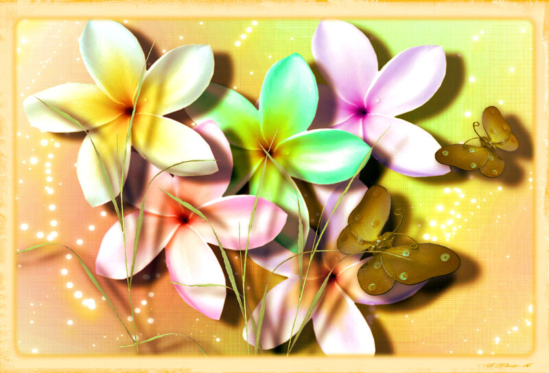 Colorful Plumeria Flowers