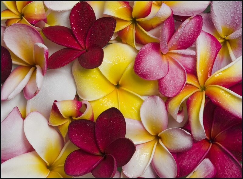 Colorful Plumeria Flowers — Yellow