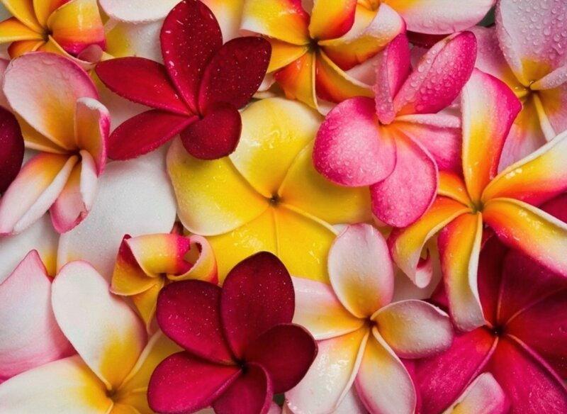 Colorful Plumeria Flowers — Yellow, Vibrant