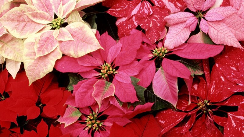 Colorful poinsettia flowers