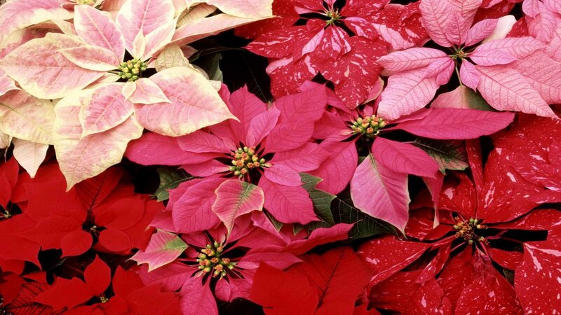 Colorful poinsettia flowers