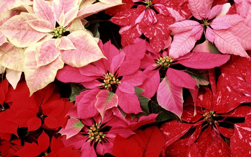 Colorful poinsettia flowers