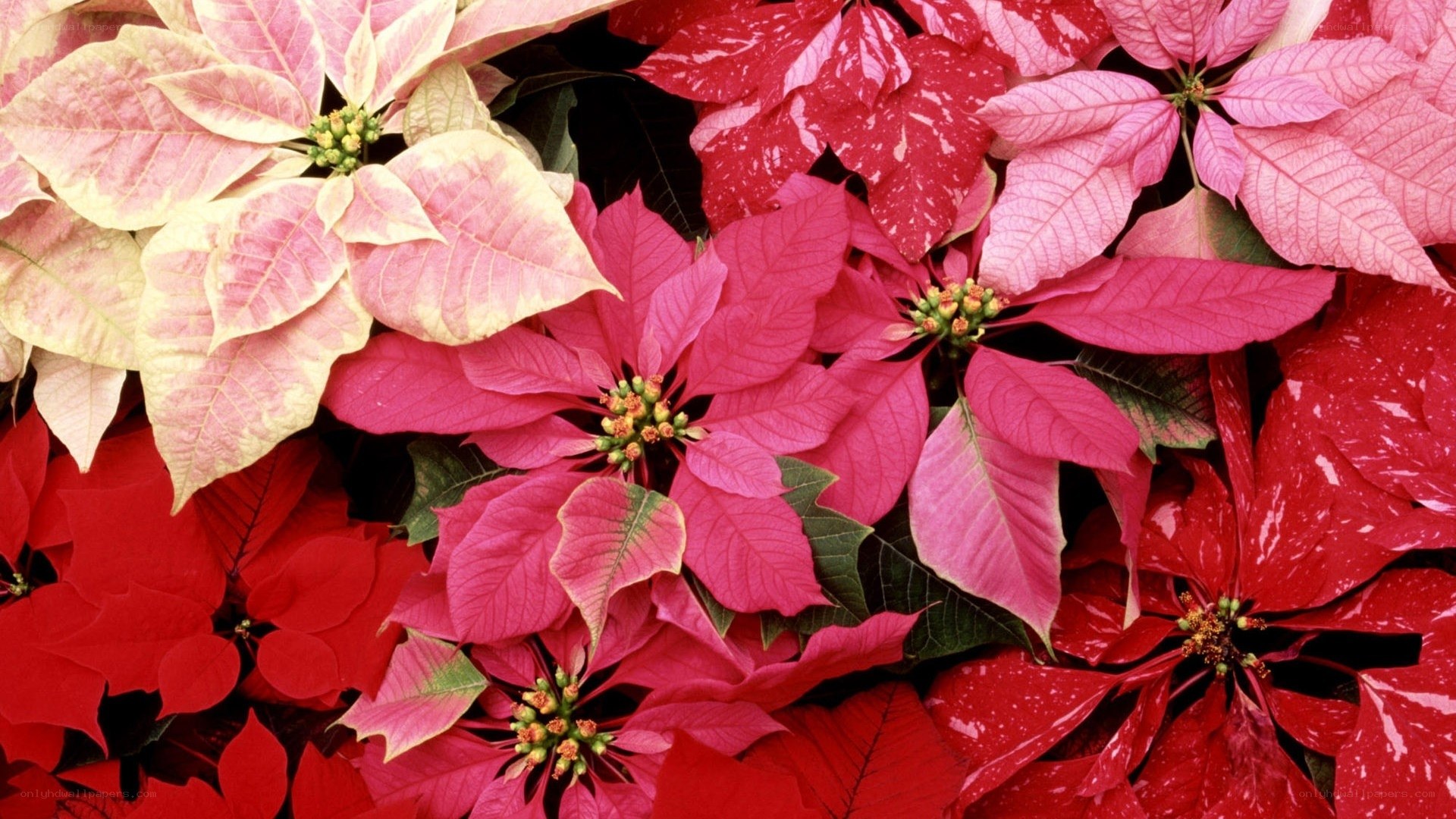 Colorful poinsettia flowers