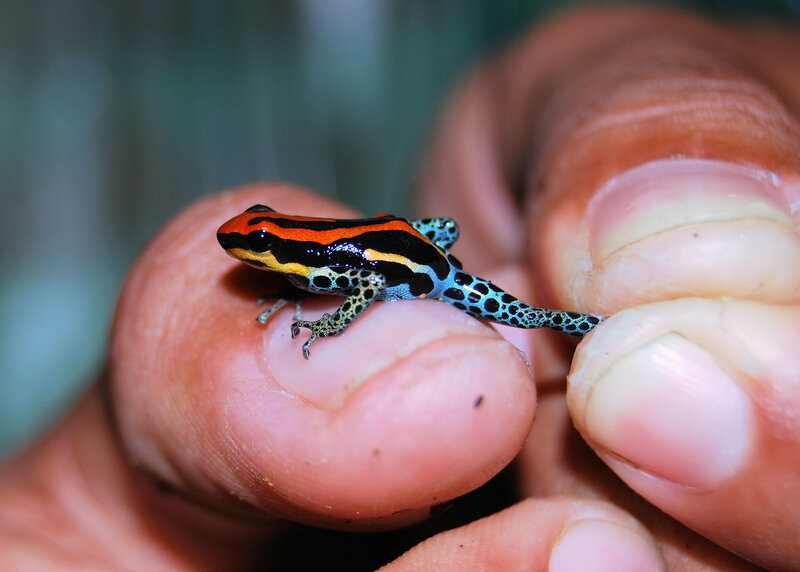 colorful poison dart frog
