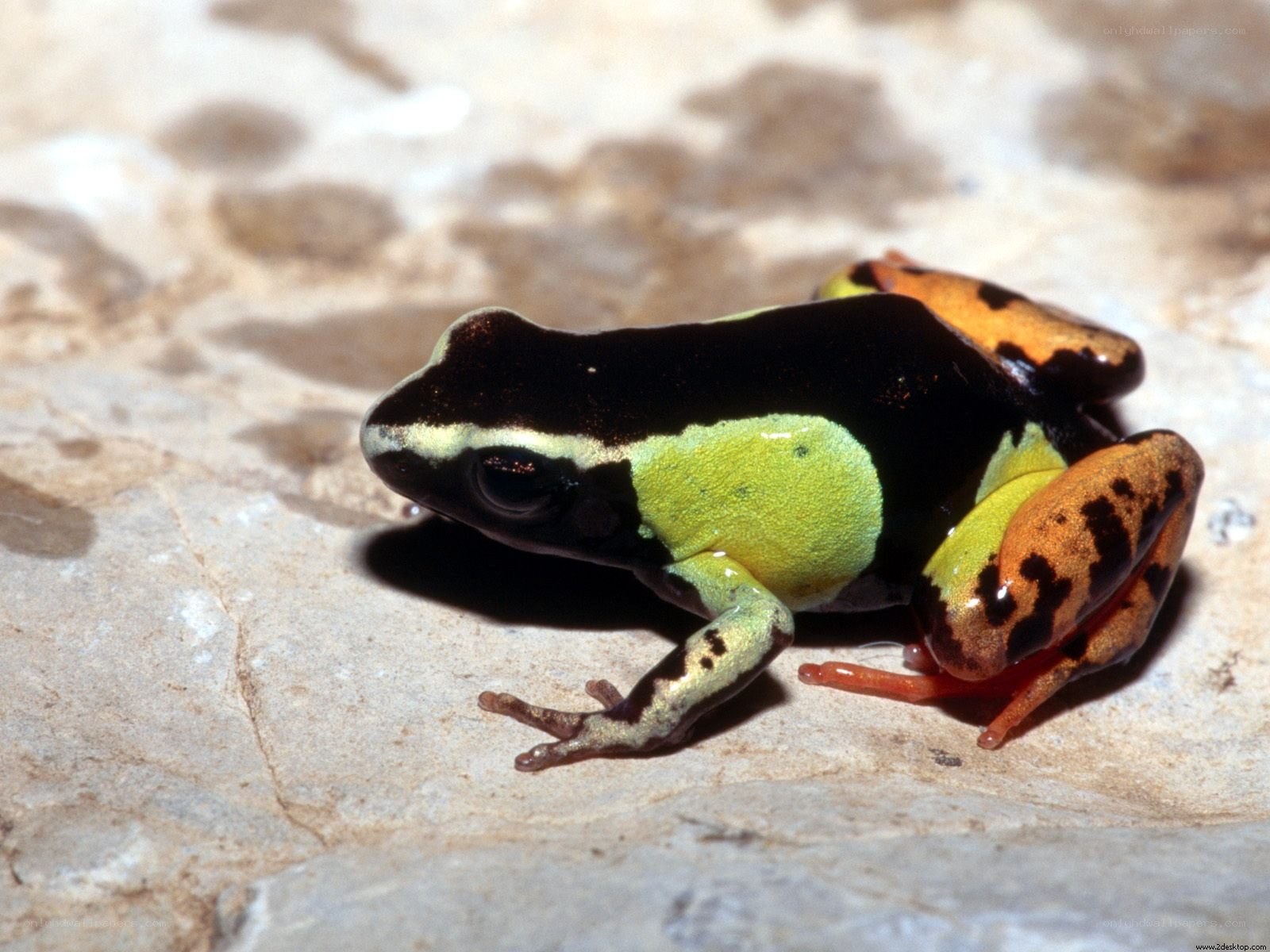 colorful poison dart frog