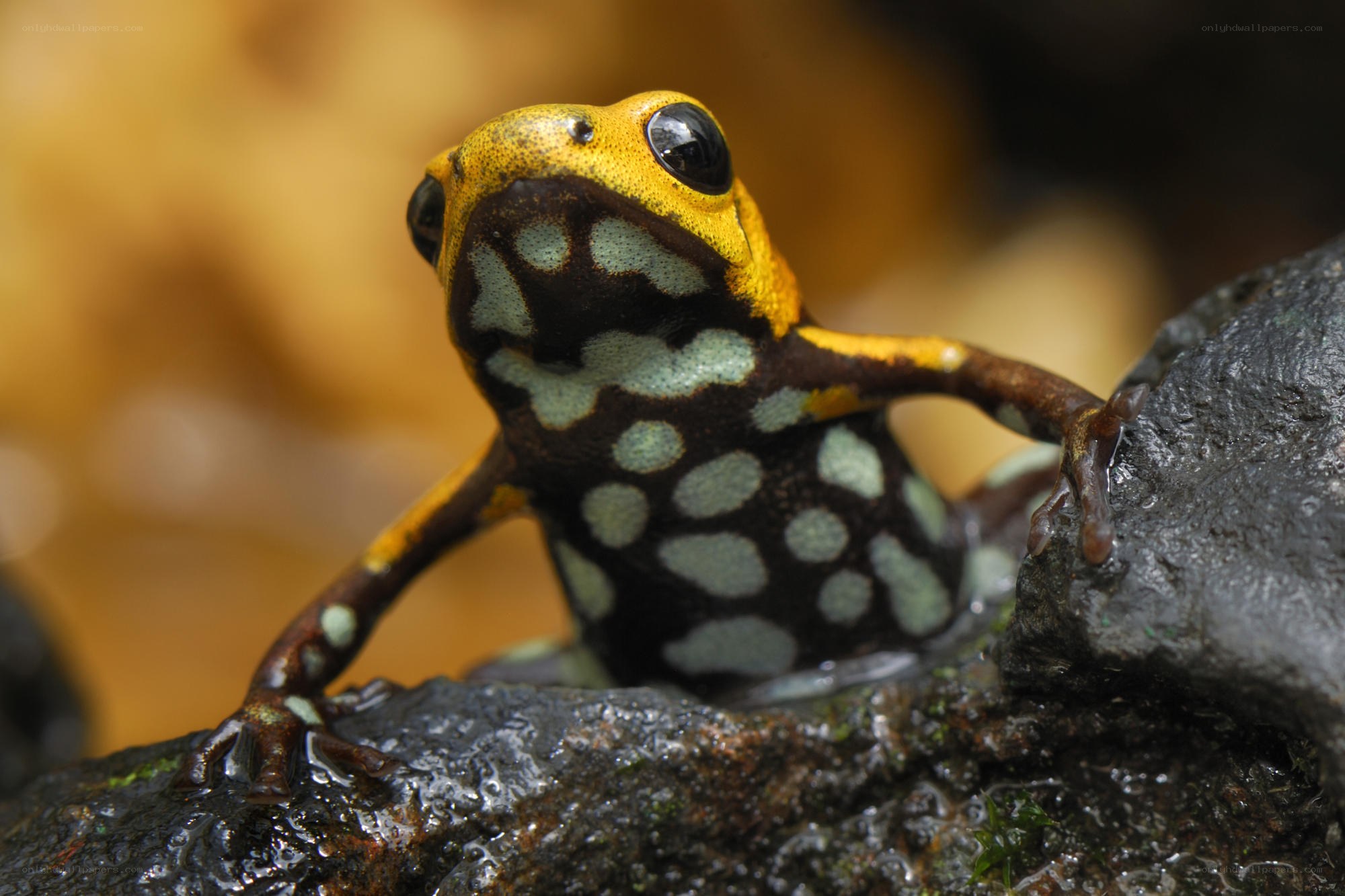 Colorful poison dart frog
