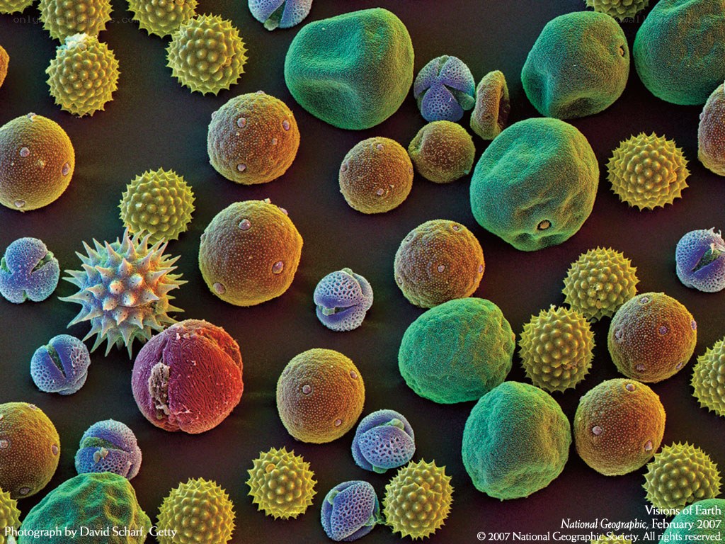 Colorful pollen grains