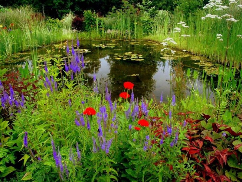 Colorful pond garden scene