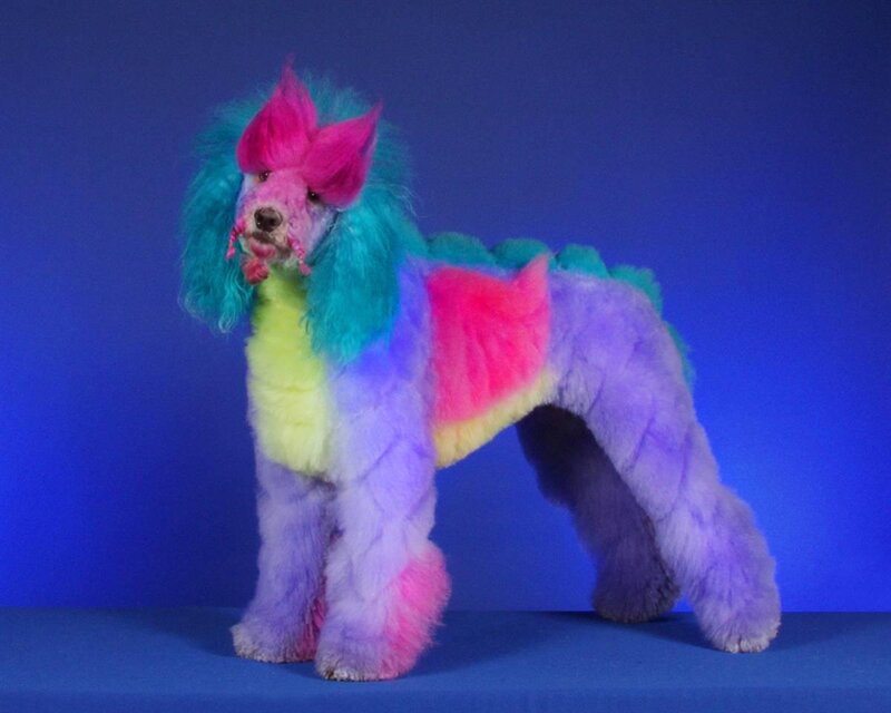 colorful poodle with rainbow fur