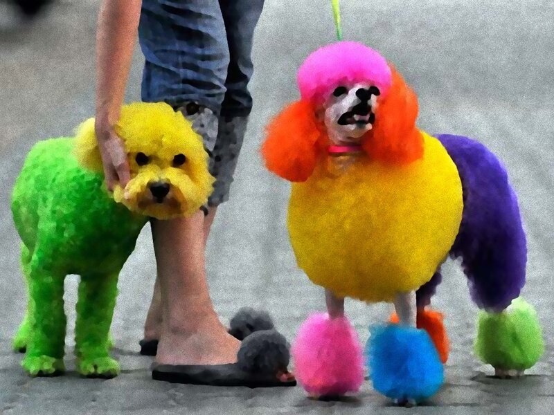 Colorful poodles on a walk