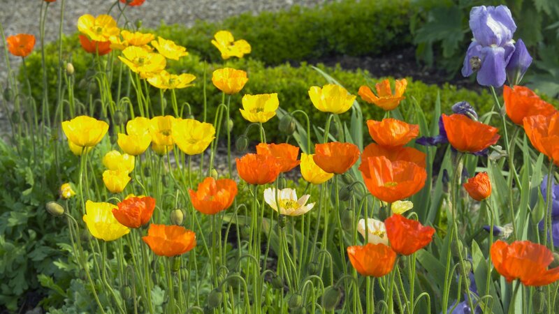 Colorful poppies and iris in garden