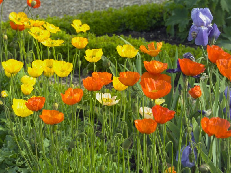 Colorful poppies and iris in garden