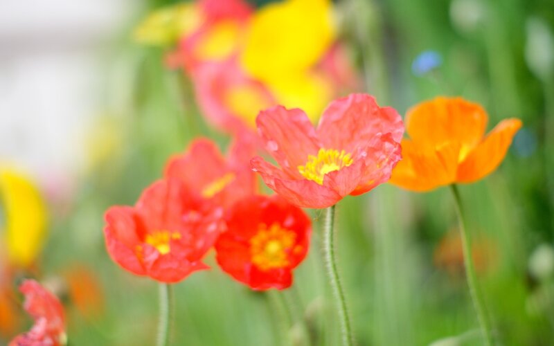 Colorful poppies in a field