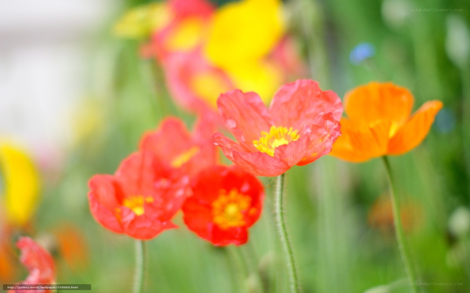 Colorful poppies in a field