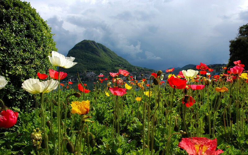 Colorful Poppies in Field