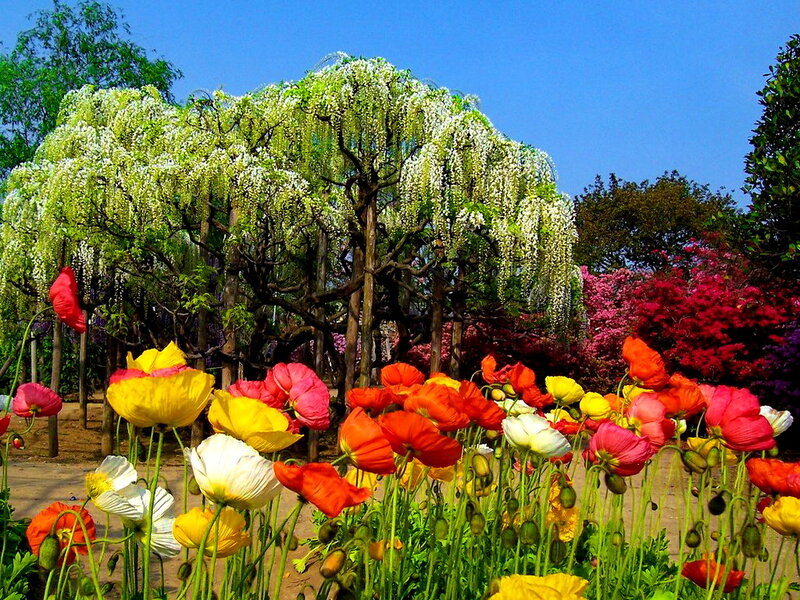 Colorful Poppies in Garden