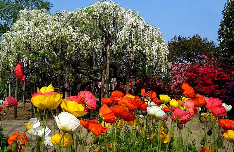 Colorful Poppies in Garden — Yellow