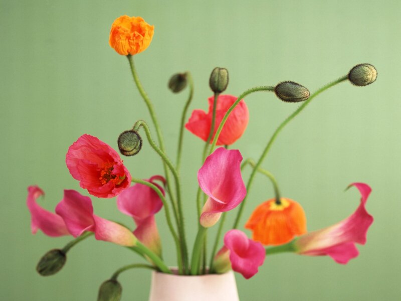 Colorful poppy bouquet